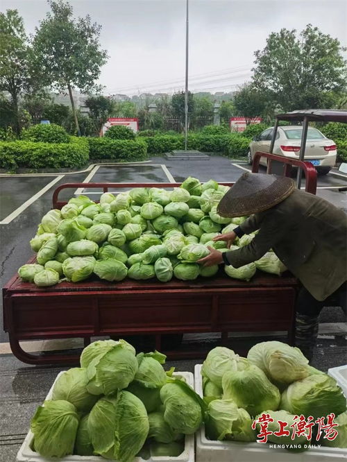 衡陽市人民政府門戶網站 衡陽城鄉產業運營集團銷售中心采購銷售本地農產品超400萬元